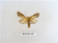 藏品(木舟蛾屬)的圖片